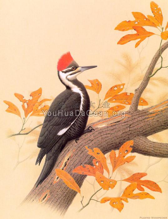 Pileated Woodpecker - 威廉·齐默曼